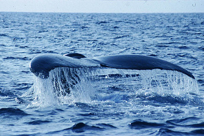 whale3-3-2