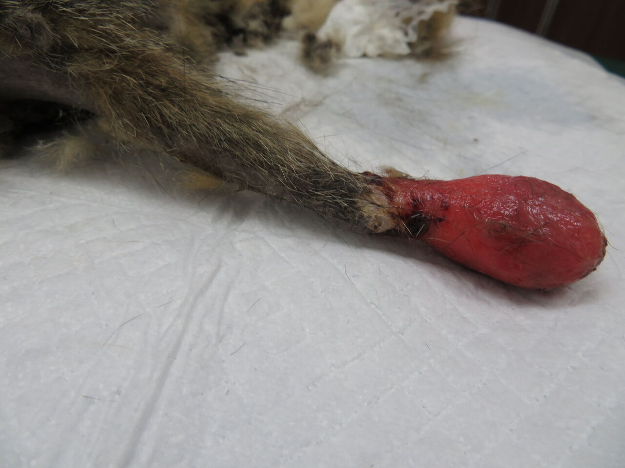 怪我 それとも 尻尾の異常と断尾手術 風の動物病院のブログ