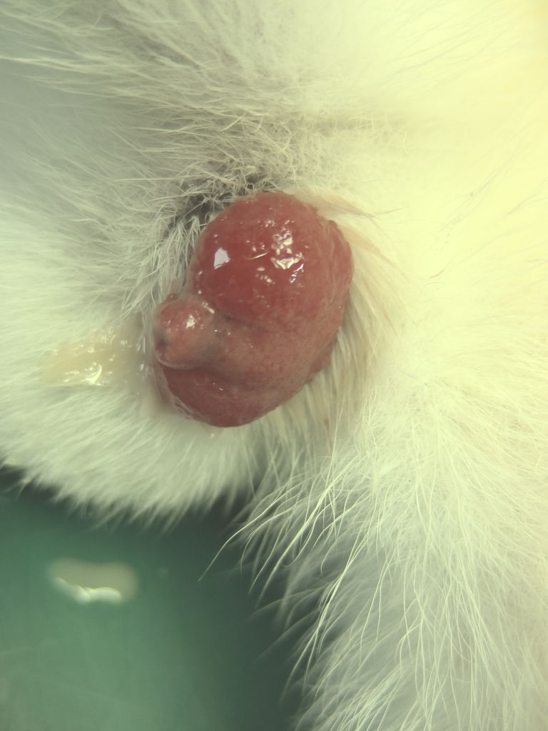 意外と使えます 食用油 風の動物病院のブログ 意外と使えます 食用油 風の動物病院のブログ