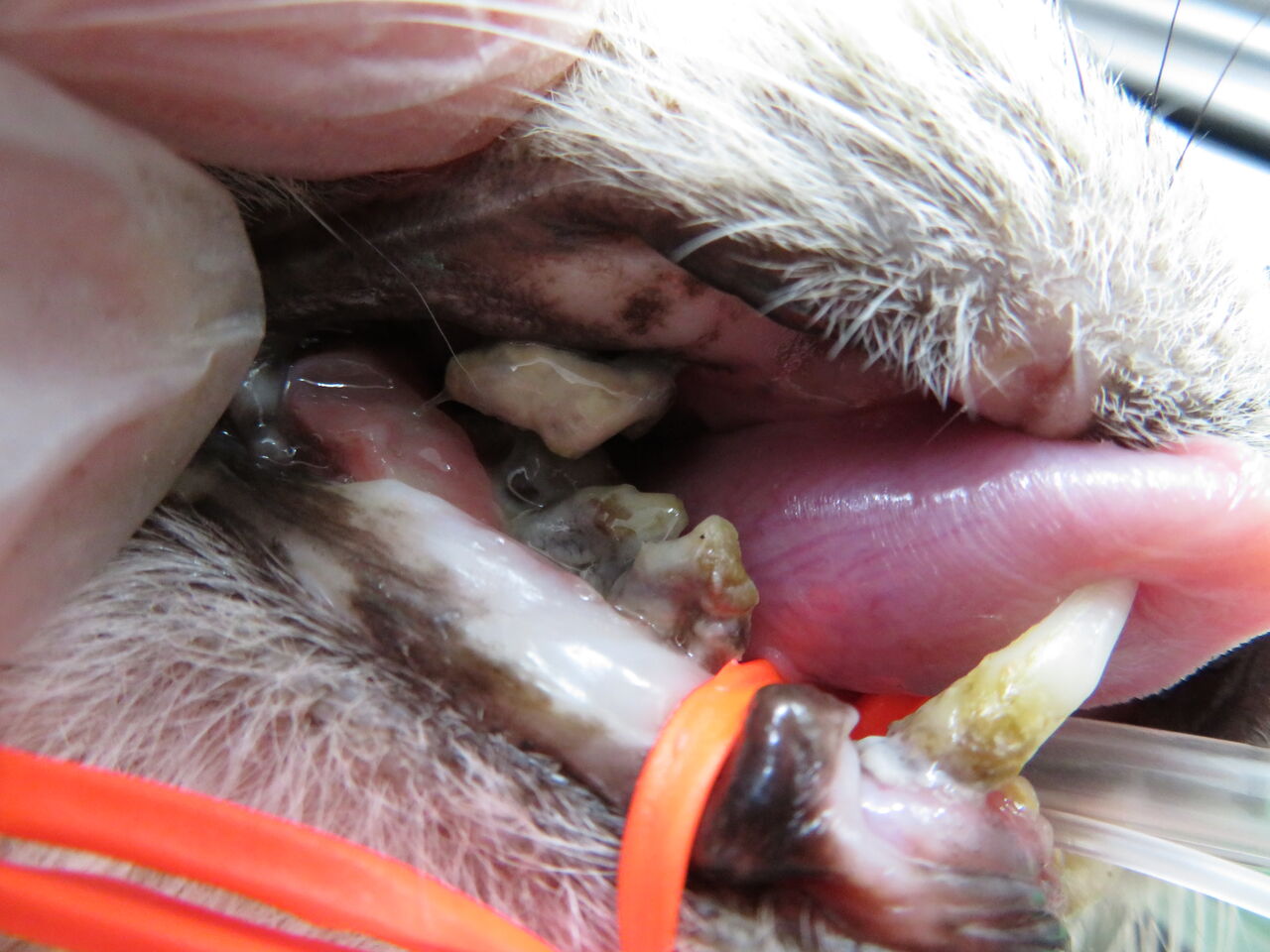 保護猫と抜歯と慢性腎臓病 その2 口腔内処置編 : 風の動物病院のブログ