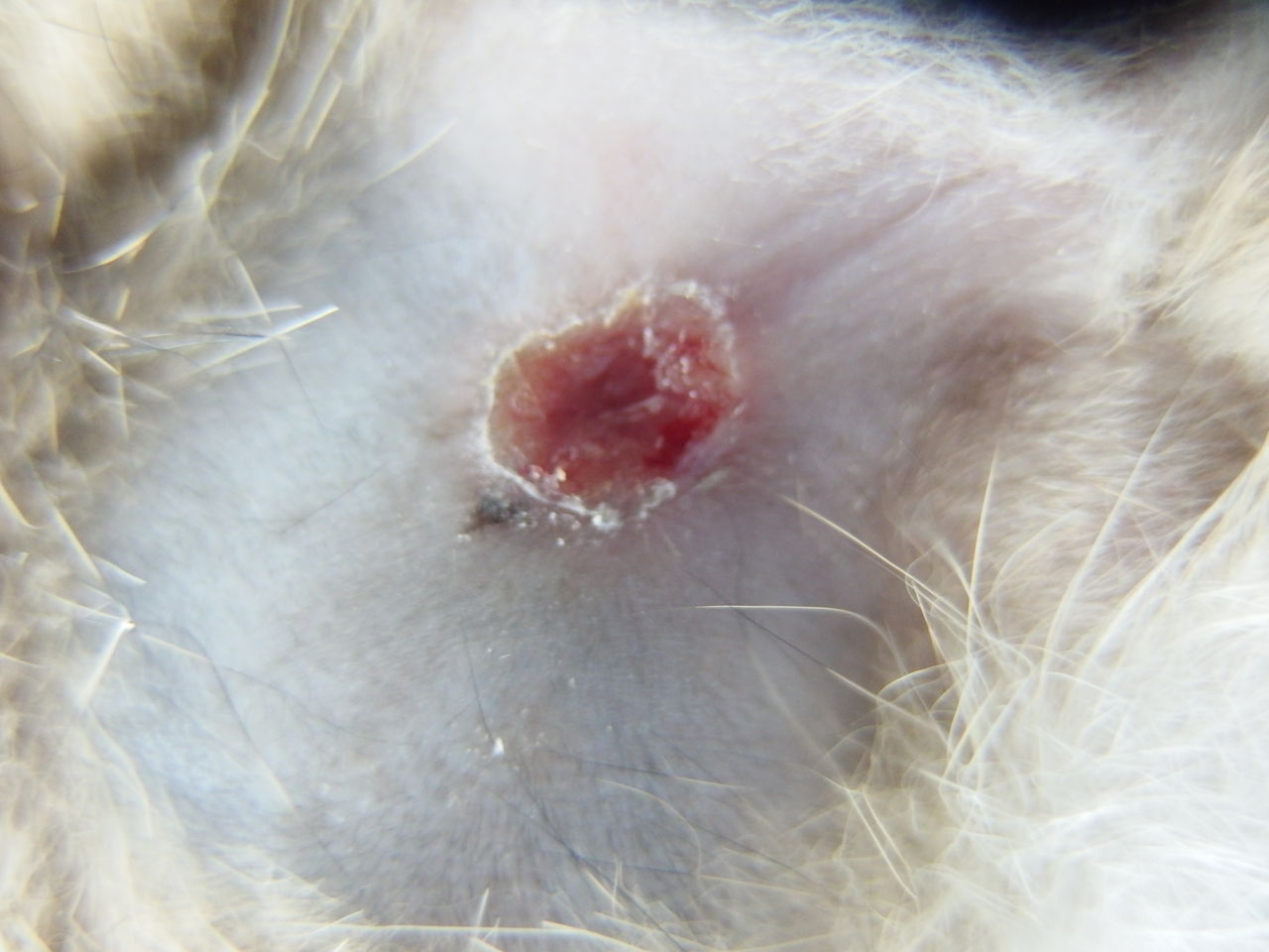 あるにはある 猫の肛門腺破裂 風の動物病院のブログ あるにはある 猫の肛門腺破裂 風の動物病院のブログ