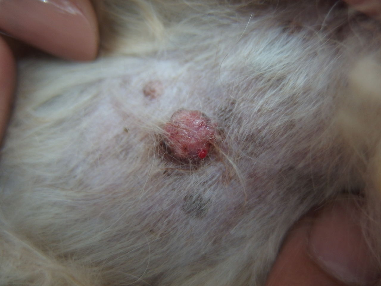 いい選択肢 乳頭腫とレーザー 風の動物病院のブログ