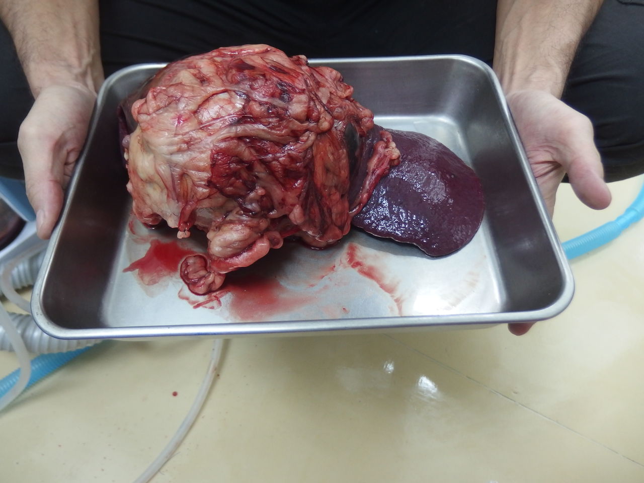 脾臓血管肉腫と腹腔内出血 その２ 風の動物病院のブログ