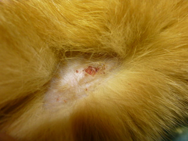 ほとんど簡単、時々悩ましい 〜好酸球性肉芽腫性皮膚炎〜 : 風の動物