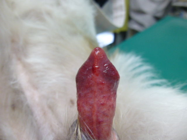 実は原因がわからないのですが 風の動物病院のブログ 実は原因がわからないのですが 風の動物病院のブログ