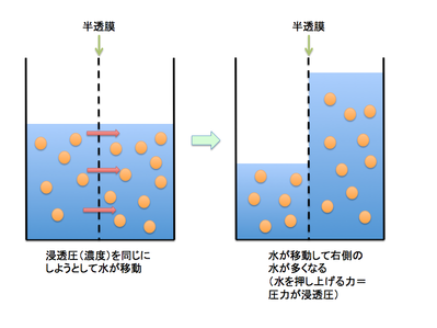 浸透圧