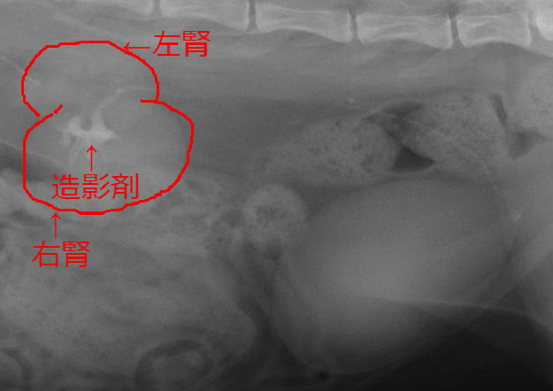 なぜ引っ張る? ~猫の腎結石と尿管結石 後編~ : 風の動物病院のブログ