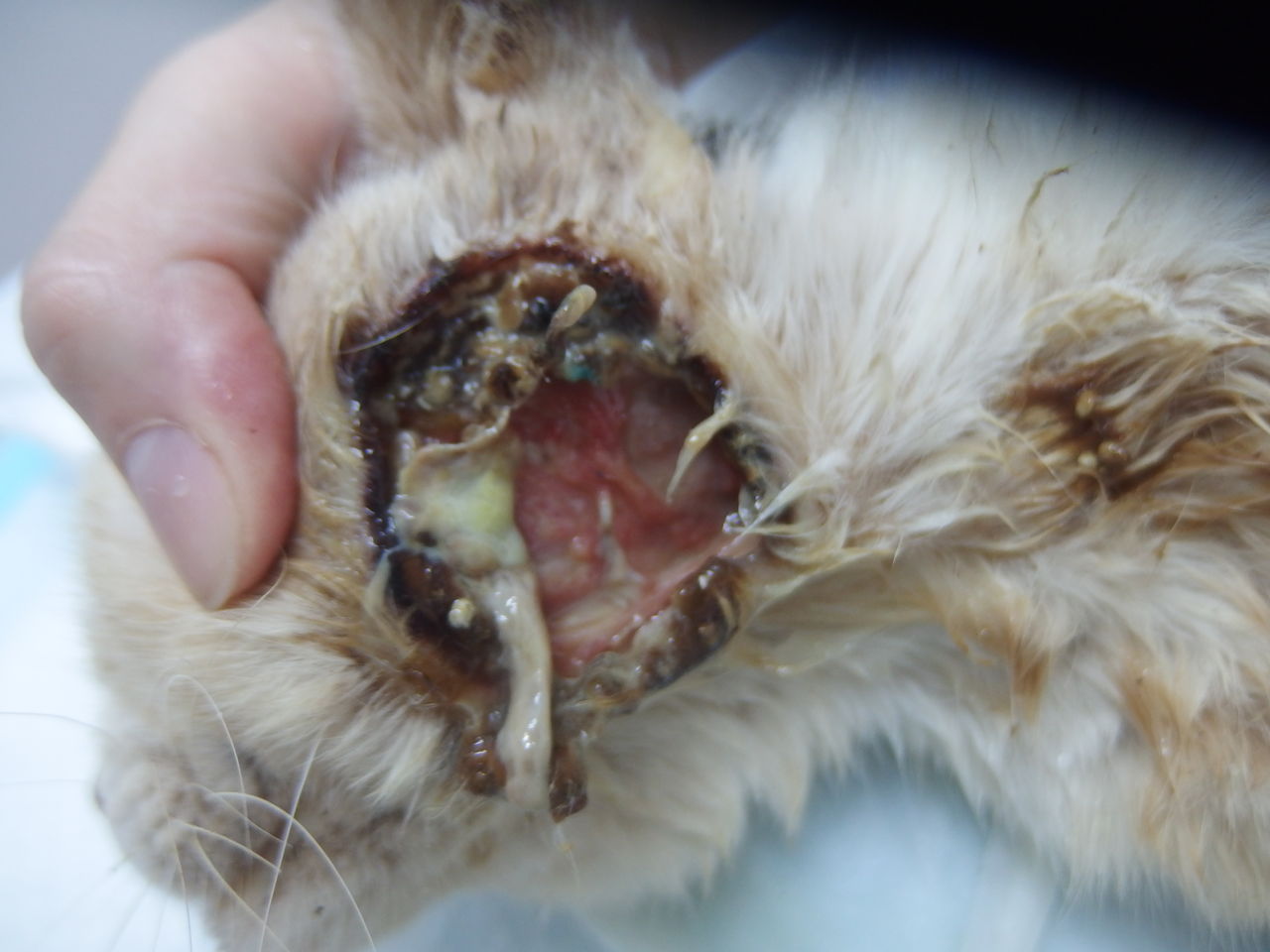 傷が治らない fiv感染編 風の動物病院のブログ