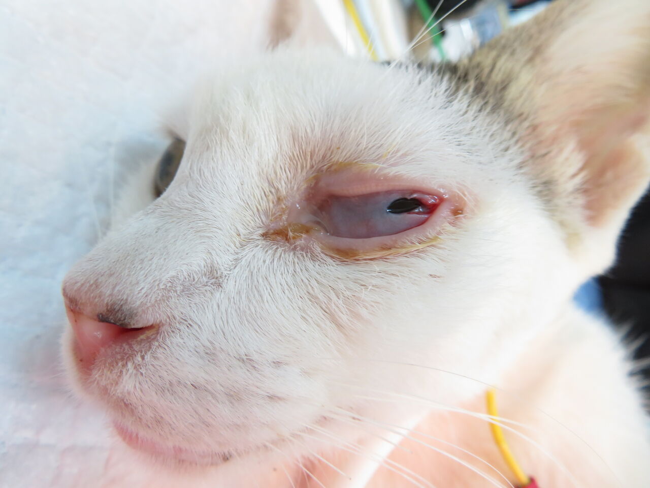 目を開けよう 眼瞼癒着と本来の視野 風の動物病院のブログ