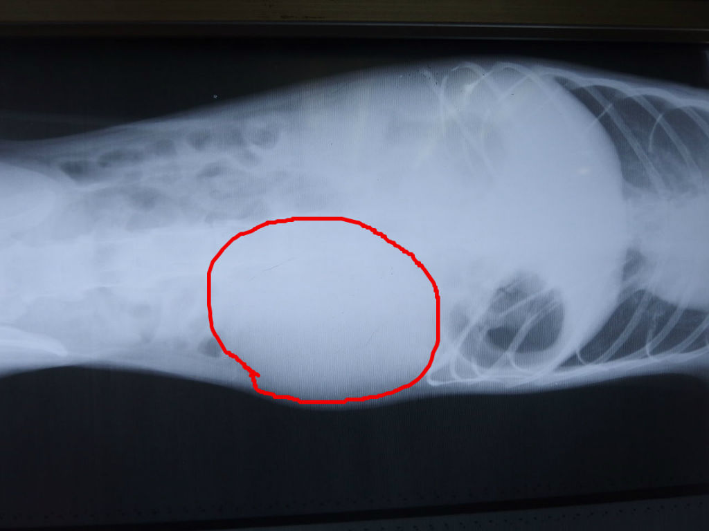 もっともっと早ければもしかして 腎臓癌 風の動物病院のブログ もっともっと早ければもしかして 腎臓癌 風の動物病院のブログ