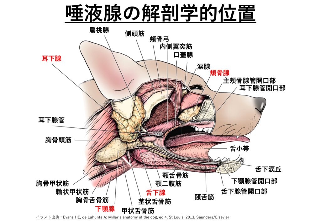 Evans and de Lahunta犬の解剖 Evans and de Lahunta 犬の解剖 第七