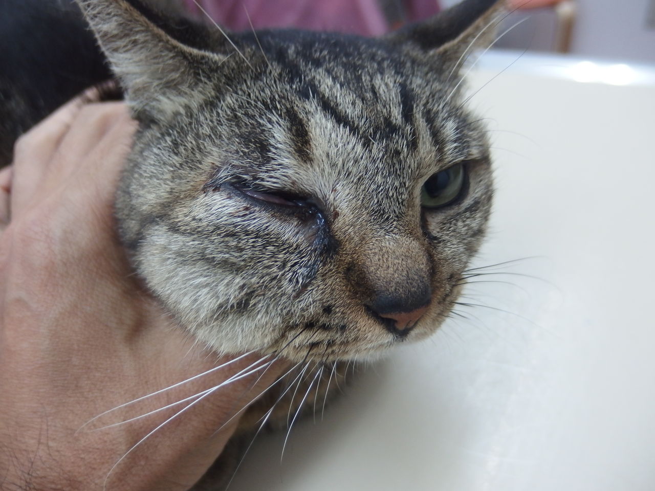 歯根膿瘍 目の下の腫れと抗生剤と洗浄 風の動物病院のブログ