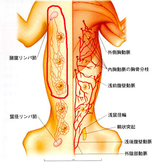 領域乳腺（1～3）