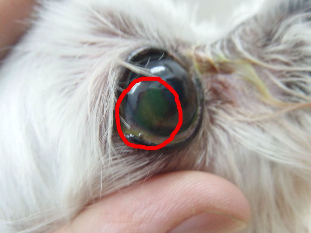 出勤前 退社後 角膜潰瘍と点眼 風の動物病院のブログ 出勤前 退社後 角膜潰瘍と点眼 風の動物病院のブログ