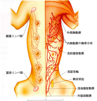 乳腺脈管02