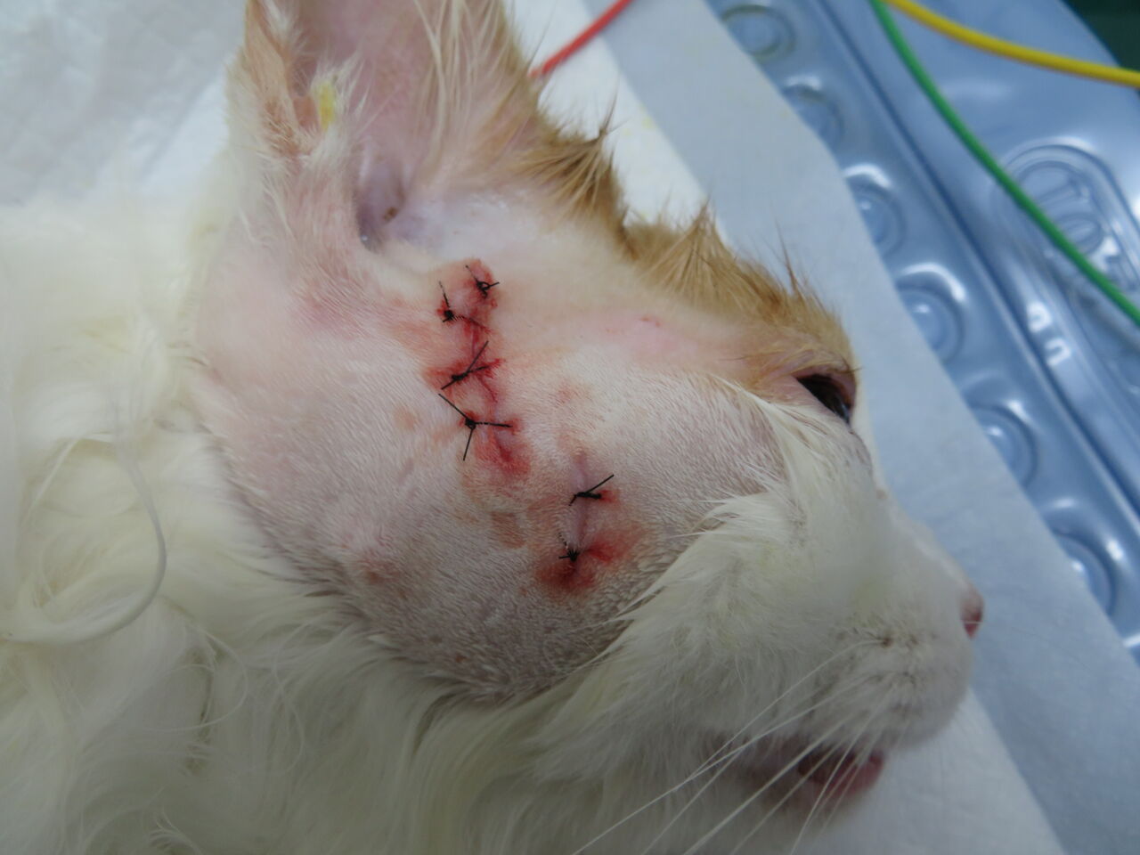 小さな小さな大発見 ～猫の肥満細胞腫 手術編～ : 風の動物病院のブログ