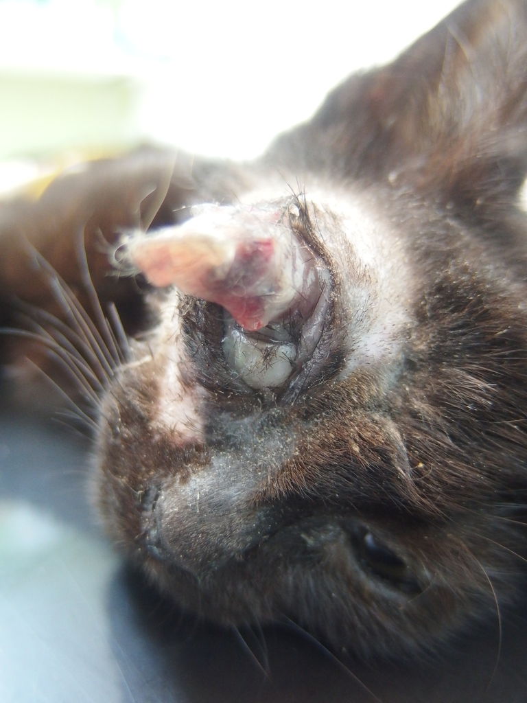 身体の一部を失うこと 保護猫と眼球摘出 風の動物病院のブログ