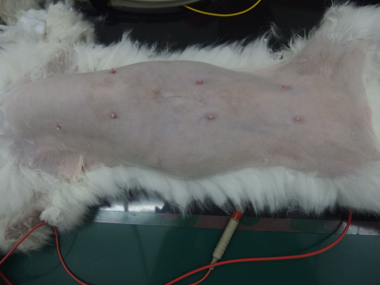 偶発的発見？ ～猫の乳腺腫瘍～ : 風の動物病院のブログ
