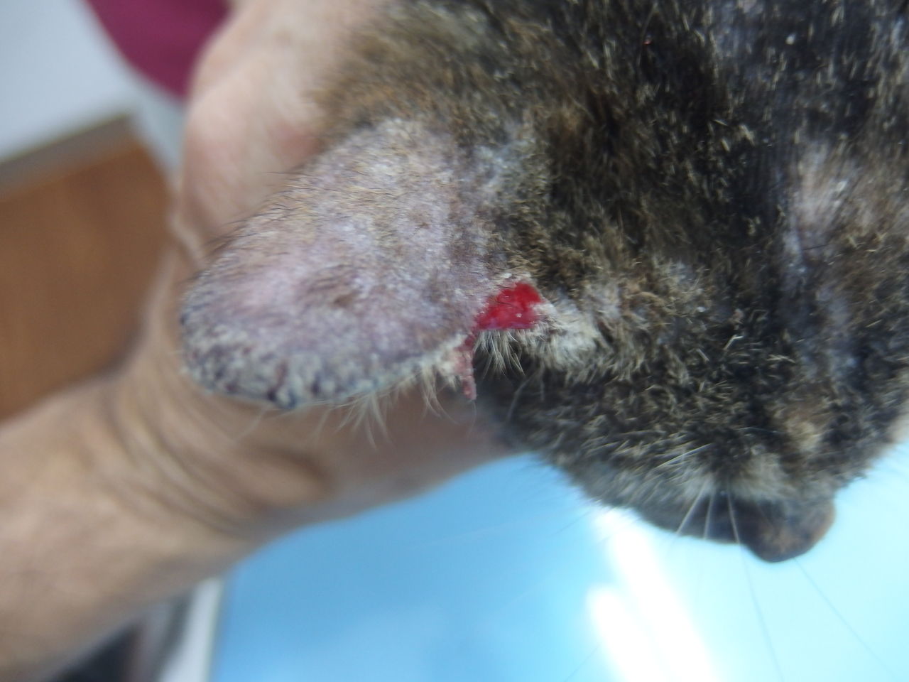 まとまって来た ～保護猫と寄生虫 皮膚編～ : 風の動物病院のブログ