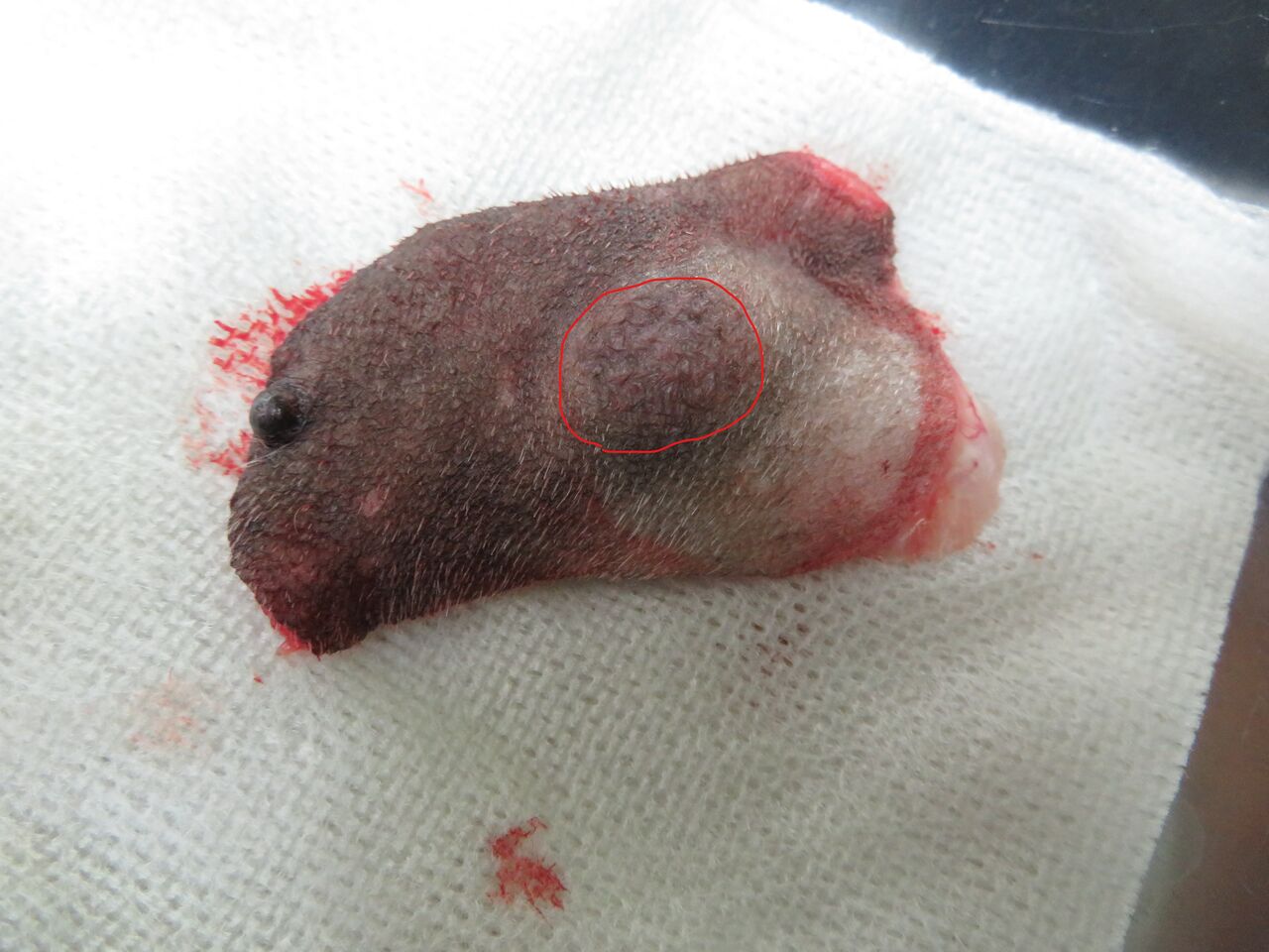 柔らかい 脂肪腫ではない 風の動物病院のブログ 柔らかい 脂肪腫ではない 風の動物病院のブログ