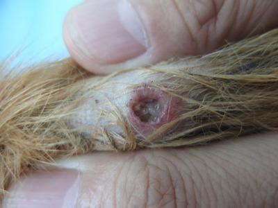 普通の生活を 猫のウジ虫症 風の動物病院のブログ 普通の生活を 猫のウジ虫症 風の動物病院のブログ