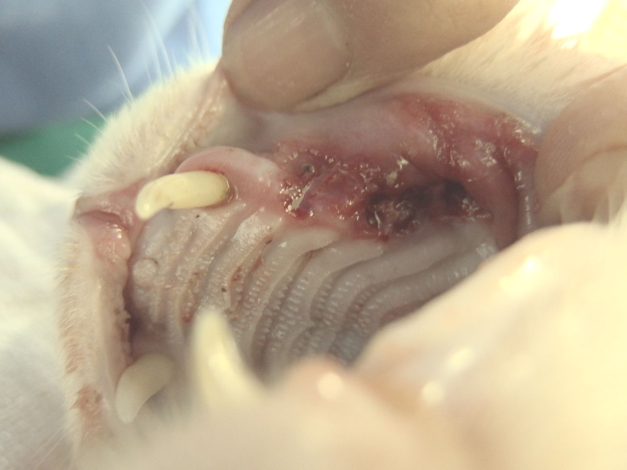 悩ましき猫の口内炎 〜全顎抜歯編〜 : 風の動物病院のブログ