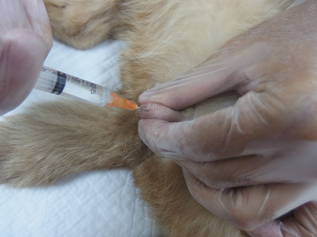 たかが されど 去勢手術と浸潤麻酔 風の動物病院のブログ たかが されど 去勢手術と浸潤麻酔 風の動物病院のブログ