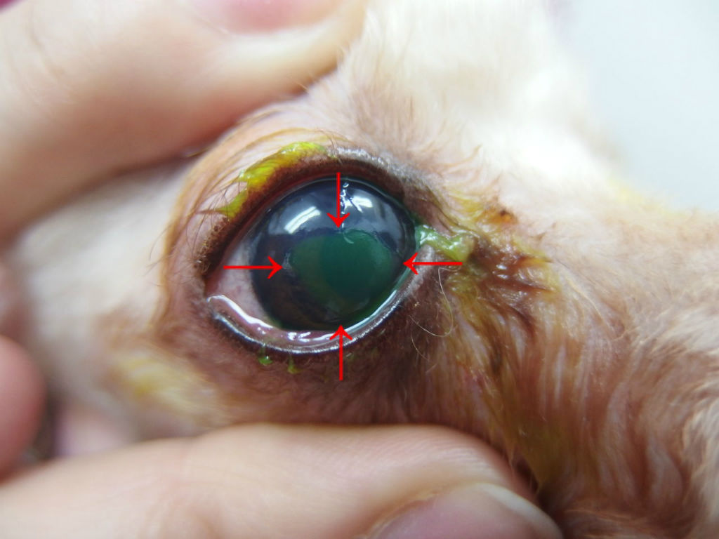 家族の協力と提供と 角膜潰瘍と血清点眼 風の動物病院のブログ