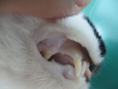 病気のお話 風の動物病院のブログ