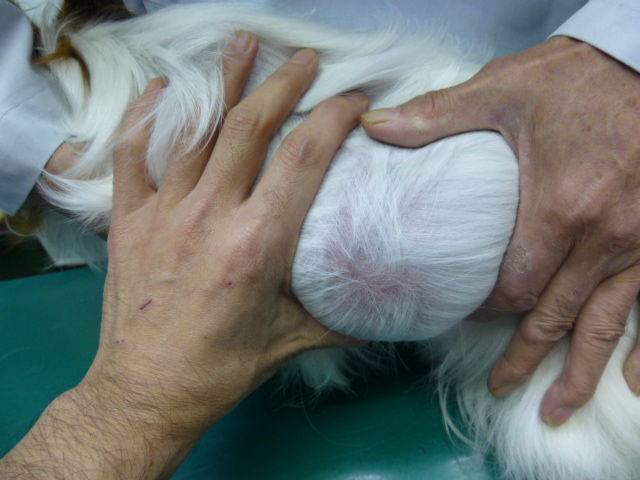 様子を見ましょう いつまで 脂肪腫 風の動物病院のブログ