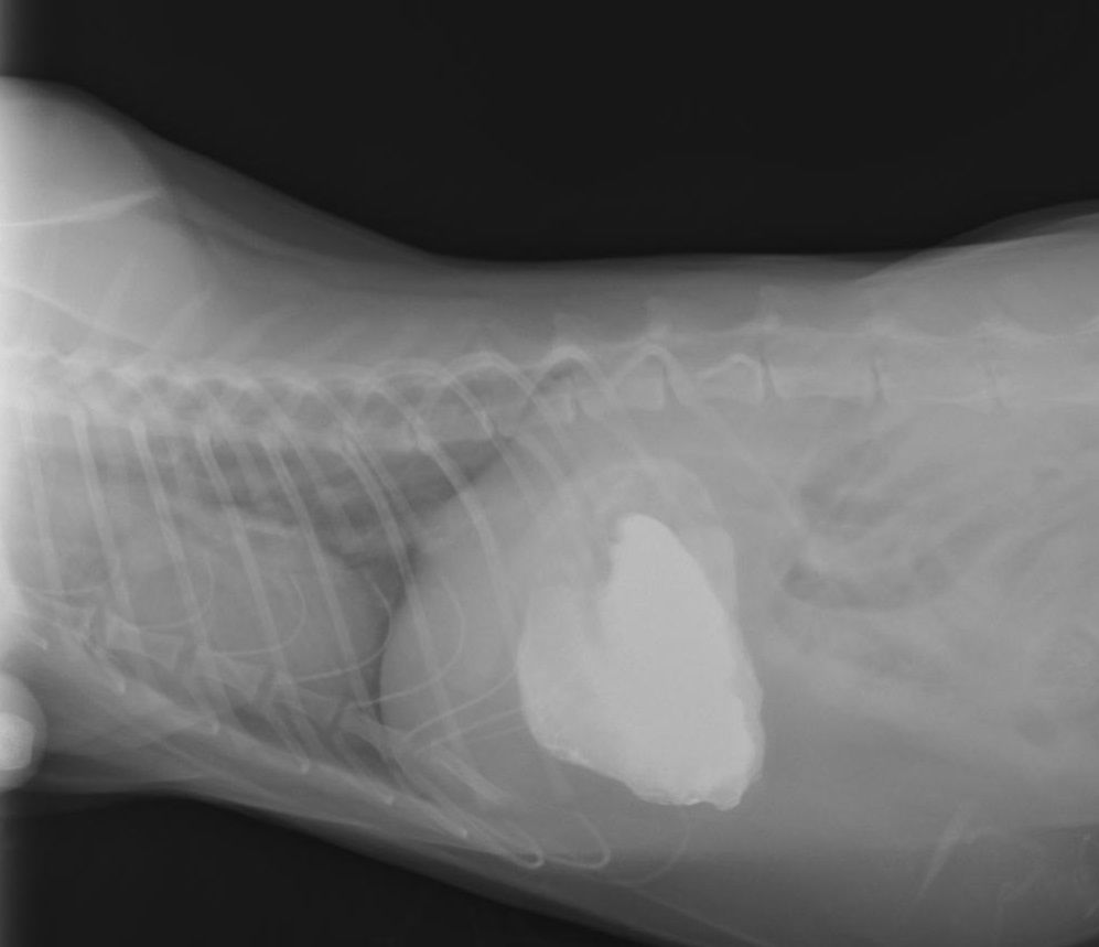 嘔吐と異物のはずが その1 : 風の動物病院のブログ