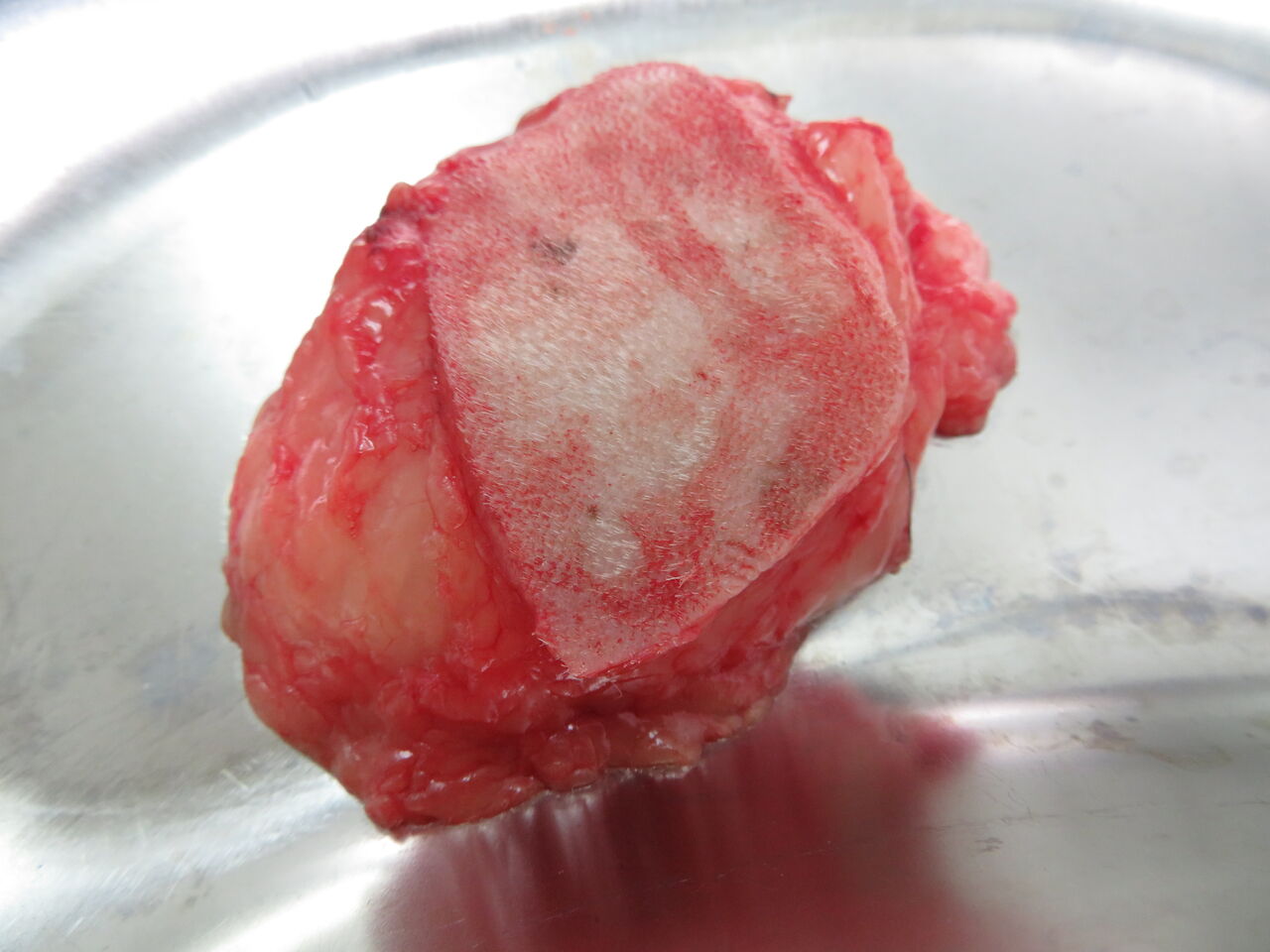 ある ない 脂肪腫と被膜 風の動物病院のブログ