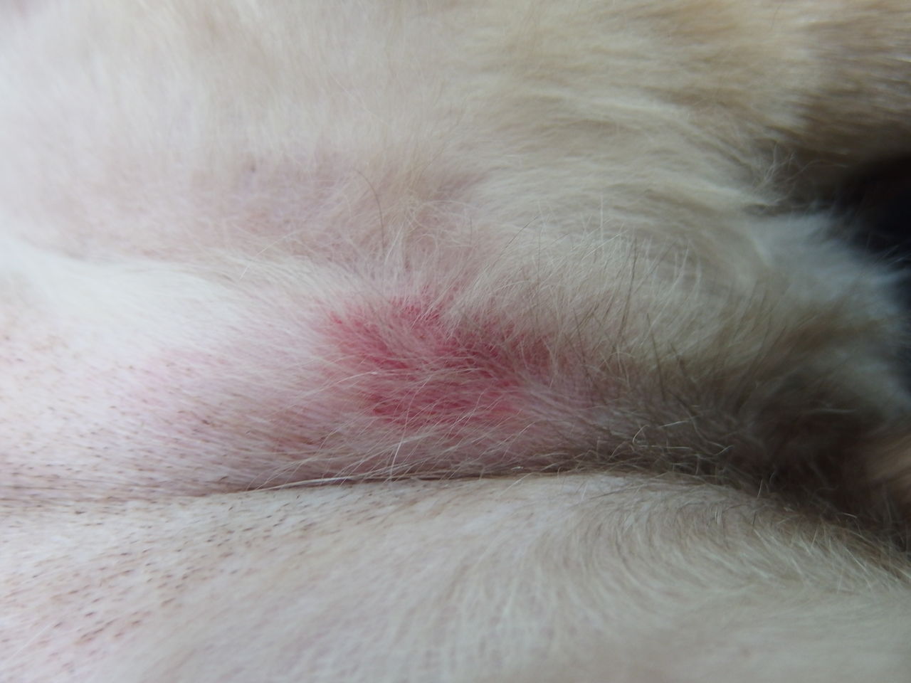 顔が腫れた お腹が赤い シーズンと虫さされとアレルギー 風の動物病院のブログ