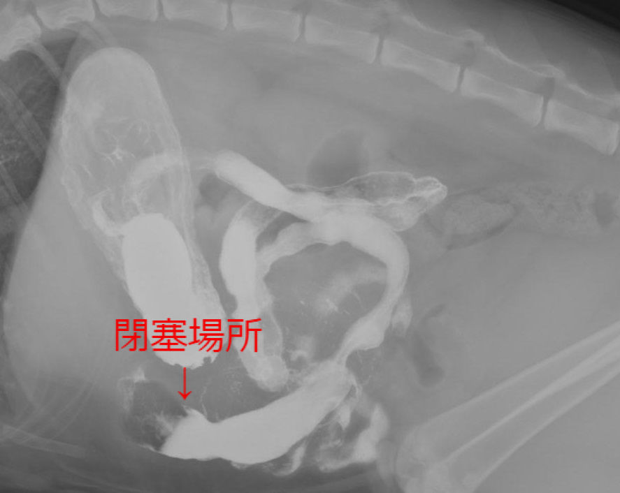 カウントダウン ～腸閉塞と鬱血～ : 風の動物病院のブログ