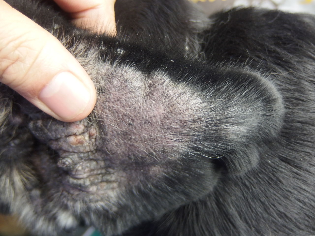 探さねば 耳血腫 風の動物病院のブログ