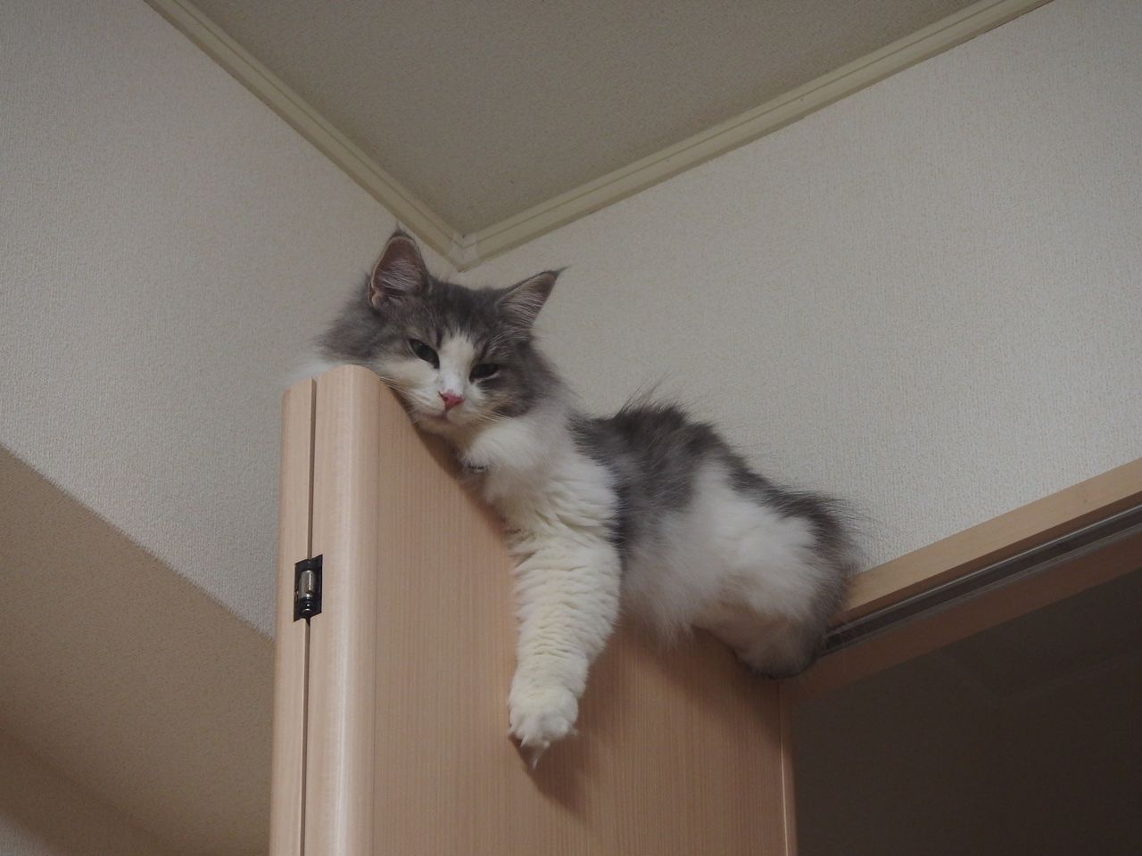 犬と猫 平面と空間 風の動物病院のブログ