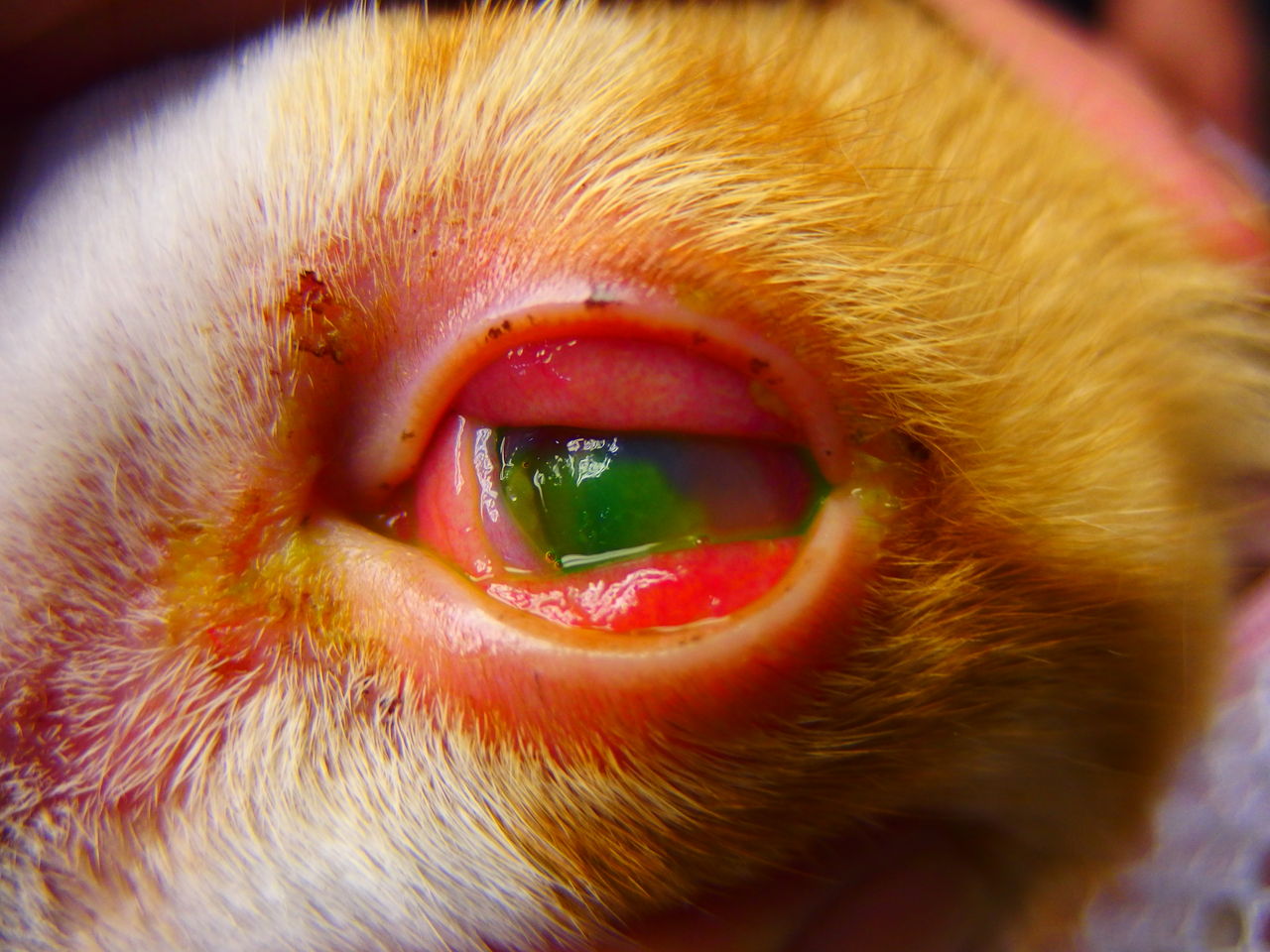 たった１日で明暗が分かれる 角膜潰瘍 風の動物病院のブログ