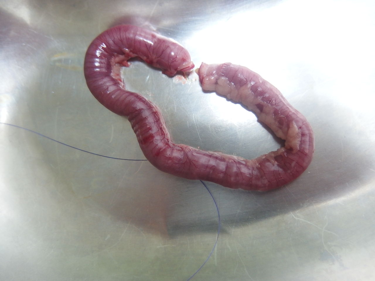 こぼれ落ちた・・・・ ～フリーエアと内臓破裂～ : 風の動物病院のブログ