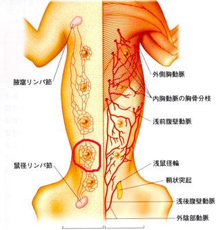 部分切除