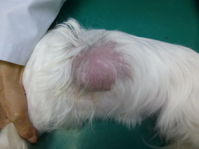 様子を見ましょう」〜いつまで？脂肪腫〜 : 風の動物病院のブログ