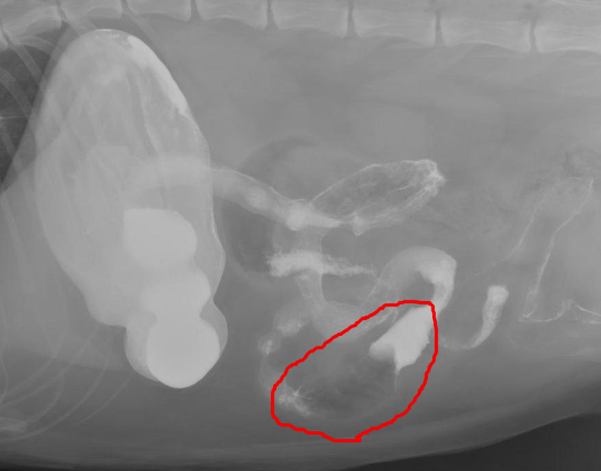 経験則は大事だけど ~猫の腸閉塞と消化管異物~ : 風の動物病院のブログ