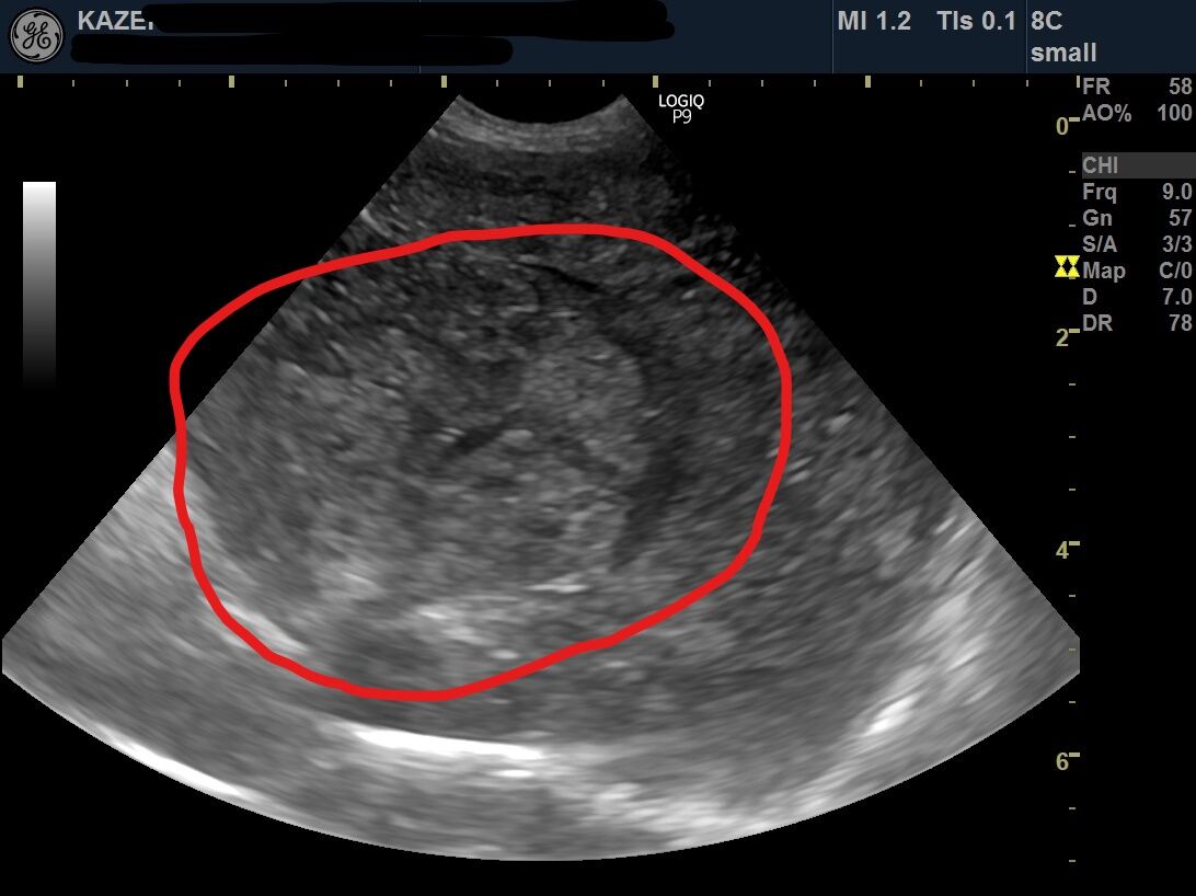 無念の開け閉じ 肝臓腫瘍と血管肉腫 風の動物病院のブログ 無念の開け閉じ 肝臓腫瘍と血管肉腫 風の動物病院のブログ