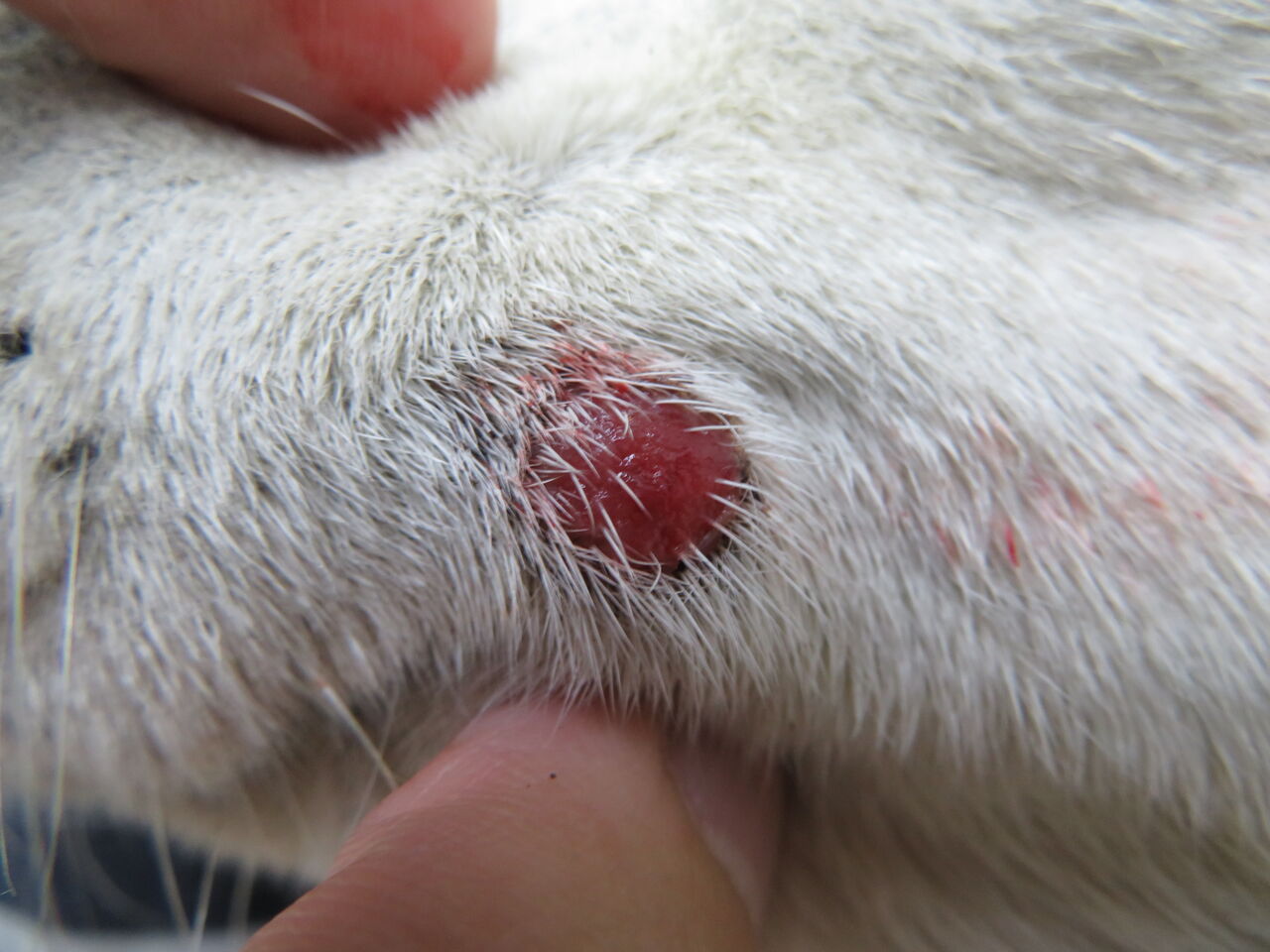 再発か 飼い主さんの気づきと肥満細胞腫 形質細胞腫 風の動物病院のブログ