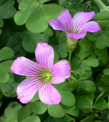 最高の雑草 ピンク の 小さい 花 最高の花の画像