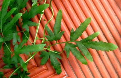 ユスラウメのつる草を排除 みれの南国雑草バトル エクササイズ ユスラウメのつる草を排除 みれの南国雑草バトル エクササイズ