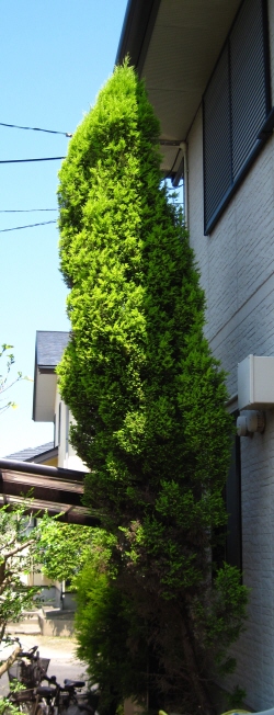 ガーデンシュレッダーが欲しくなった ソテツの葉が枯れたorz みれの南国雑草バトル エクササイズ