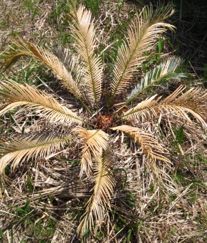 ガーデンシュレッダーが欲しくなった ソテツの葉が枯れたorz みれの南国雑草バトル エクササイズ