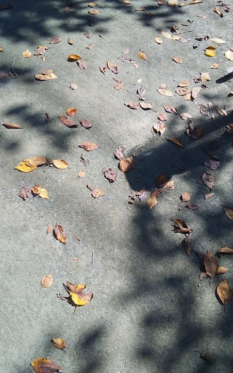 [画像:5fafa209-s.jpg]