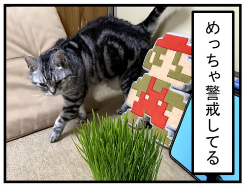 猫に猫草をあげてみたら