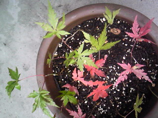 植木鉢のもみじ 季節のアルバム